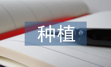 冬瓜種植方法和管理技術